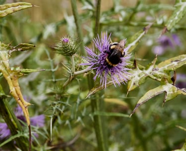 Abejorro en un cardo morado