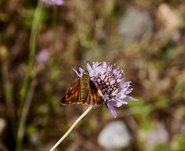 Mariposa en una flor silvestre