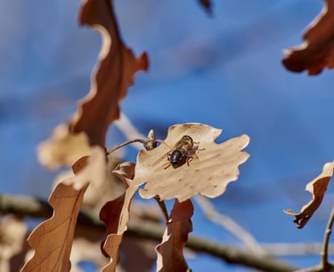Pequeña abeja descansando en una hoja de roble.