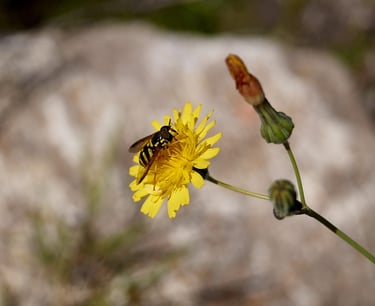 Una abeja en un diente de león.
