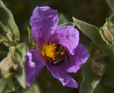 Una abeja recolectando polen en una flor lila.