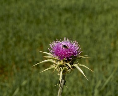 Abeja polinizando flor de cardo morado.