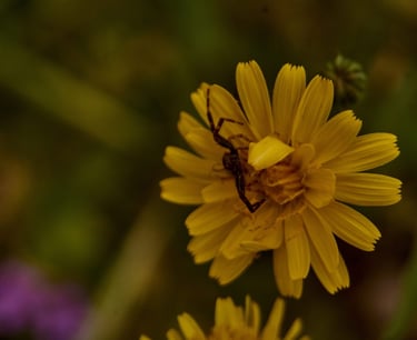 Araña cangrejo posada en una flor amarilla.