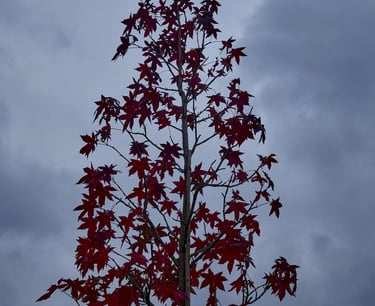 Árbol de hojas rojas en otoño bajo cielo nublado.