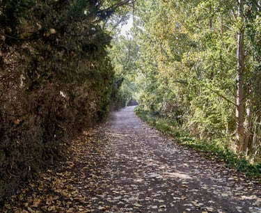 Camino solitario en el bosque, alfombrado con hojas