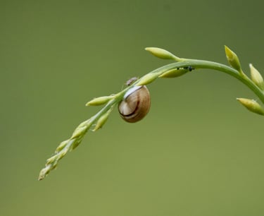Caracol en el extremo de una brizna de hierba