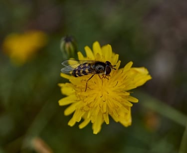 Pequeña abeja posada en un diente de león.