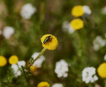 Escarabajo verde metálico en una flor amarilla
