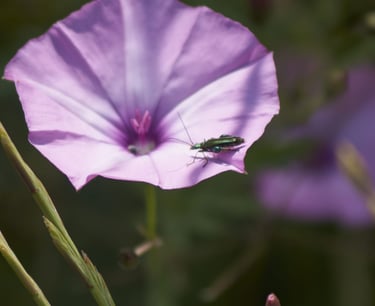 Fotografía macro de escarabajo verde metálico sobre flor de correhuela