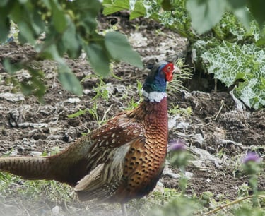 Faisán común macho en medio del bosque