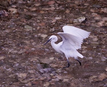 Imagen de una garza común cazando en el río.