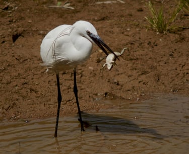 Una garza común en el momento que acaba de cazar una rana.