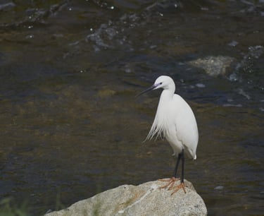 Una garza común posada en una roca del río.