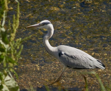 Una garza real caminando por el río.