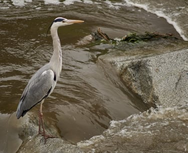 Una garza real buscando presas en el río.
