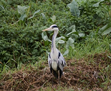 Una garza real en la orilla de un río.
