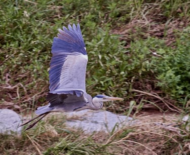 Imagen de garza real en pleno vuelo