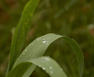 Un primer plano de unas hojas verdes de caña con gotas de agua de rocío.