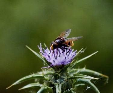 Fotografía de mosca cernícalo en flor de cardo morado