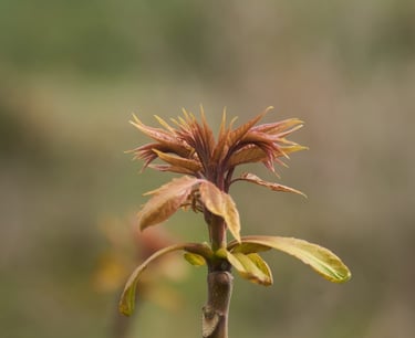Brote naciente en una planta, en primavera.