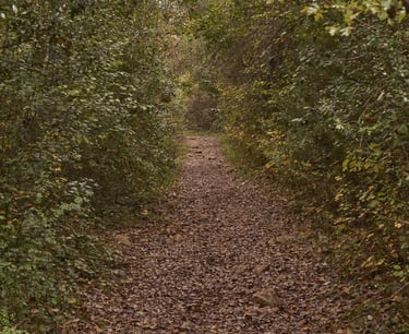 Un camino que discurre por el interior del bosque.