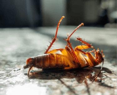 cockroach 3_24/03/25