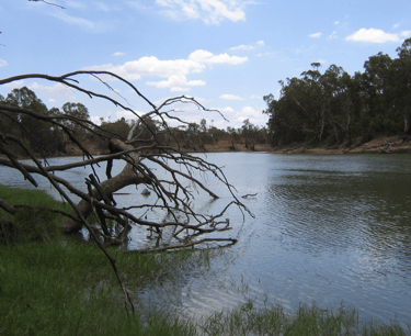 The confluence of Murray River and Murrumbidgee River near the town of Boundary Bend  Scott Davis