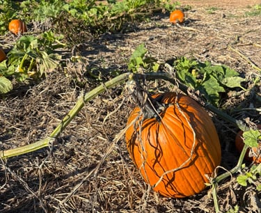 Pumpkins at Walker Ranch