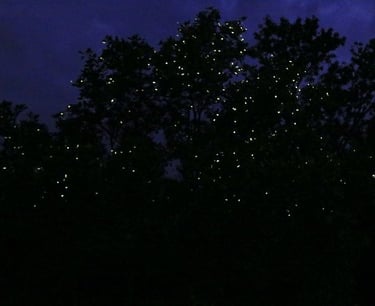 Firefly watching Puerto Princesa Palawan