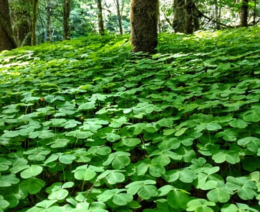 clover