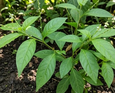 Planta guiné de verde vibrante, com folhas longas e pequenas flores brancas, crescendo em solo escur