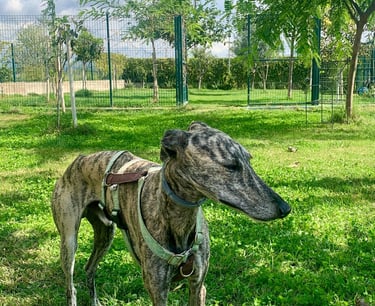 a dog is standing in the grass in Kanyini center
