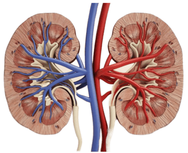 CROSS-SECTION OF THE KIDNEY.