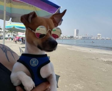 Perro pequeño de color marrón y blanco con gafas de sol y arnés en un soleado complejo turístico 