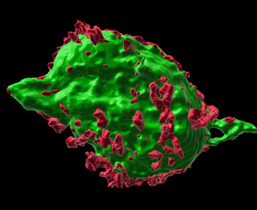Molecule related to the study of spinal cord injuries.