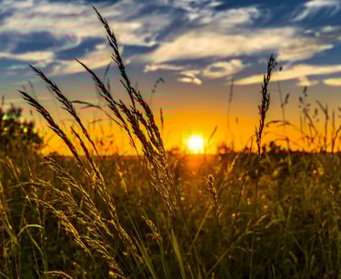 Wheat field sunset