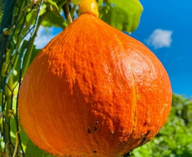 UCHIKI KURI WINTER SQUASH | Sweet, nutty and perfect for roasting and storage.