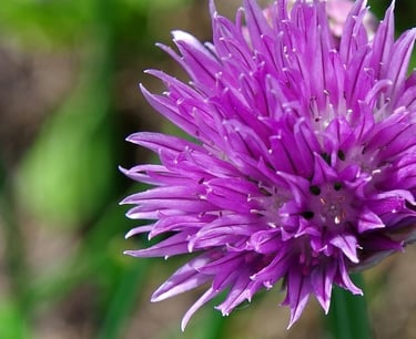 Chive flower head a vibrant pink purple, The delicate purple flowers are edible and make a fabulous edible salad decoration