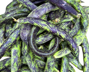 PRINCESS HEIRLOOM BEANS | Loved for its reliability, flavour, and old-fashioned character.