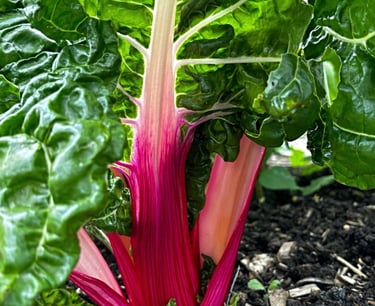 PEPPERMINT CHARD 