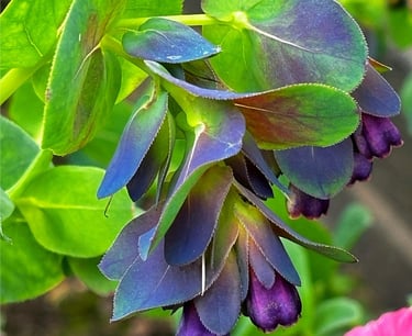 CERINTHE