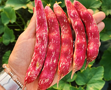 ITALIAN HEIRLOOM BORLOTTO 'LINGUA DI FUOCO2'