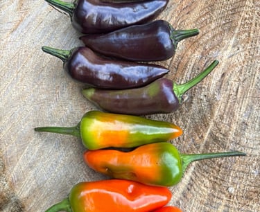 CHILLIES - We stock a range of chillies and pepper seeds 