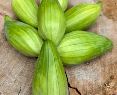 ACHOCHA 'SLIPPER GOURD' | A vigorous climbing vine belonging to the cucumber family.