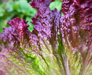 LOLLO ROSSA LETTUCE - Loose, frilly leaves with deep red (anthocyanin) colouring.