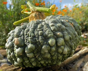 MARINA DI CHIOGIIA | Italian Heirloom Squash