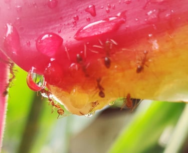 Heliconia