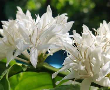 Coffee Blossom