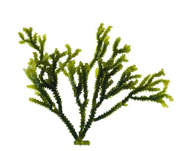 Caulerpa cupressoides