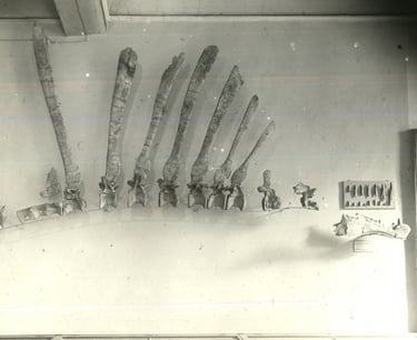 Única fotografía del primer esqueleto de Spinosaurus, tomada por Stromer.
